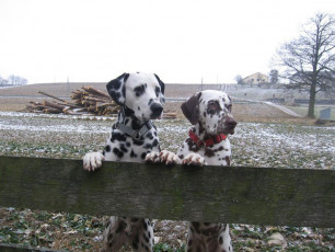 A Life with Dalmatians
