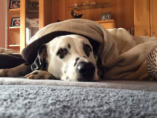 A Life with Dalmatians