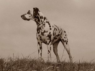 A Life with Dalmatians
