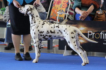 WAFDAL Show Prague 2015