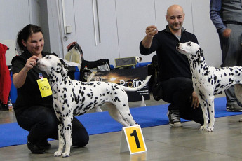 WAFDAL Show Prague 2015