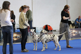 WAFDAL Show Prague 2015