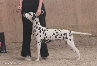 Junior Class – Olwen v. Roten Herzfleck
