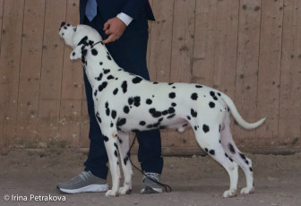 Champion Class – Lucky You Di Ca’ Gilardoni