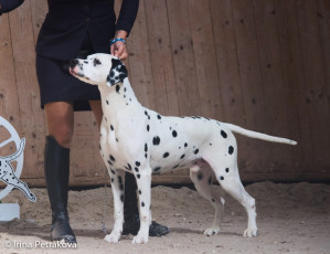 Champion Class – Chicago iz Terletskoy Dubravy