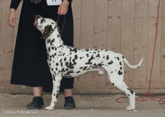 Champion Class -Andi Garcia La Vella Coccinella