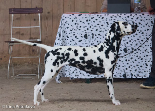 Champion Class – Dalmatrix Black Pearl