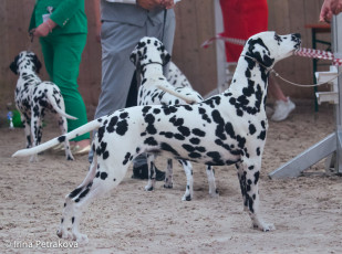 Champion Class – Carmen od Lesa Hrabi