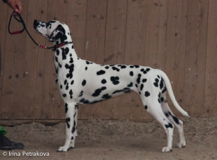 Champion Class – Mediolanum Zuki
