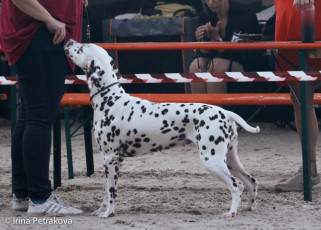 Champion Class – Namara’s In For A Shock