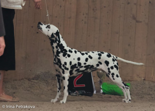 Champion Class – Carmen od Lesa Hrabi