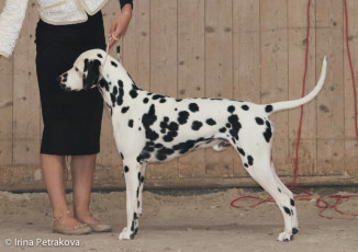 Open Class – Falco Alamar Bohemia