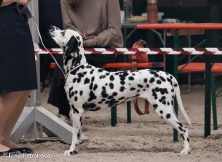Open Class – Somora’s Xceptional One