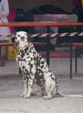 Champion Class – Johnny Walker v.d. Maiblumenwiese