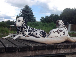 A Life with Dalmatians