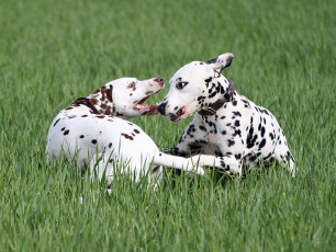 A Life with Dalmatians