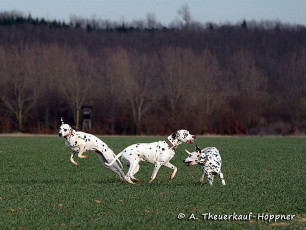 A Life with Dalmatians