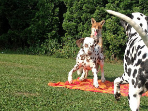 A Life with Dalmatians