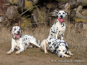 A Life with Dalmatians