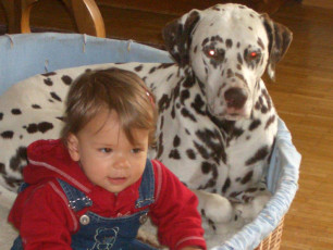A Life with Dalmatians