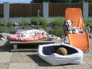 A Life with Dalmatians