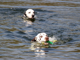 A Life with Dalmatians