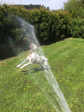 A Life with Dalmatians