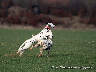 A Life with Dalmatians