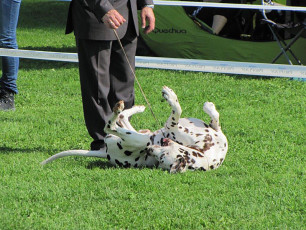 A Life with Dalmatians