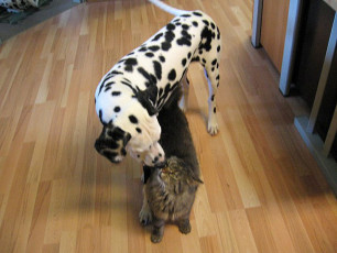 A Life with Dalmatians