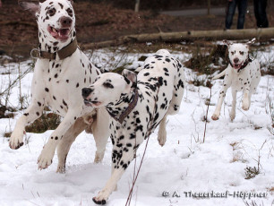 A Life with Dalmatians