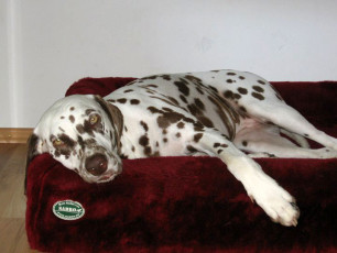 A Life with Dalmatians