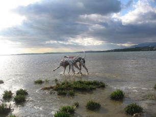 A Life with Dalmatians