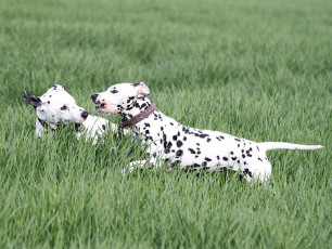 A Life with Dalmatians