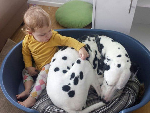 A Life with Dalmatians
