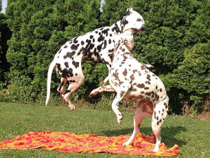 A Life with Dalmatians