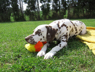 A Life with Dalmatians