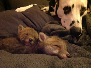 A Life with Dalmatians