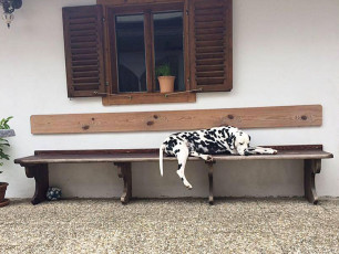 A Life with Dalmatians