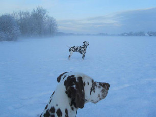 A Life with Dalmatians