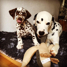 A Life with Dalmatians