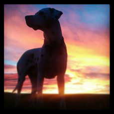 A Life with Dalmatians