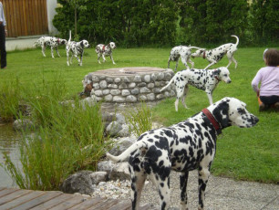 A Life with Dalmatians