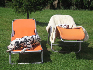 A Life with Dalmatians