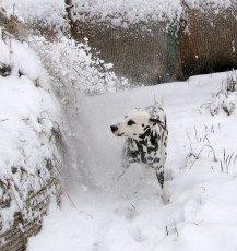 A Life with Dalmatians