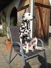 A Life with Dalmatians