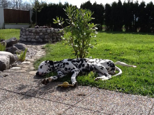 A Life with Dalmatians