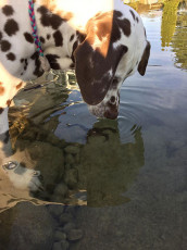 A Life with Dalmatians