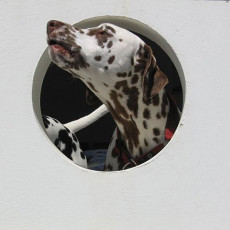 A Life with Dalmatians
