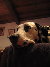 A Life with Dalmatians